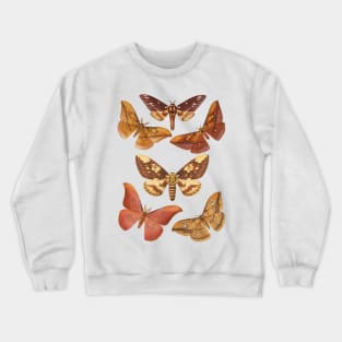 Muddle of Moths - Vintage Zoology Natural History Crewneck Sweatshirt